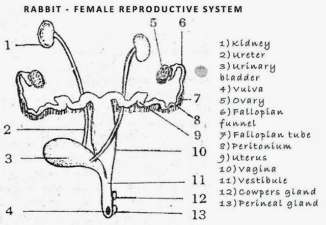 [rabbit-reproductive-system-female%255B17%255D.jpg]
