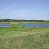 rozlewiska w Uradzie dsc05774.jpg