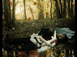 Death In Forest