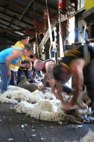 [shearers%255B4%255D.jpg]