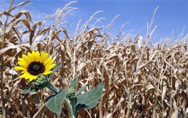 A brown and parched corn field shows the effects of a long Texas drought in Farmersville, Texas, 12 July 2011. Reuters / Mike Stone