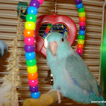 Pip 1.JPG
