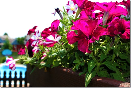 petunias 3
