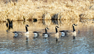 DSC_0909.jpg DSC 0909