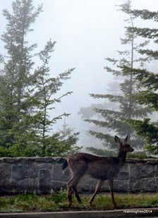 Had to watch out for deer on the road!