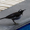 White-browed Wagtail / Large Pied Wagtail