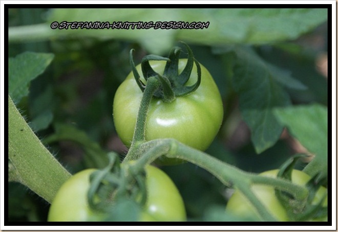 Tomato Tomato