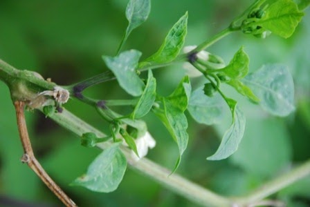 [DSC_0201%255B5%255D.jpg]