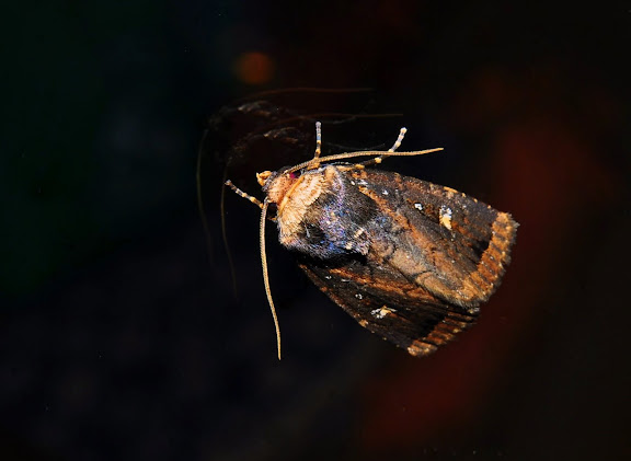 Hétérocères d'Australie - Noctuidae : Hadeninae : Mamestra dictyota LOWER, 1902. Umina Beach (New South Wales, Australie), 31 mars 2011. Photo : Barbara Kedzierski