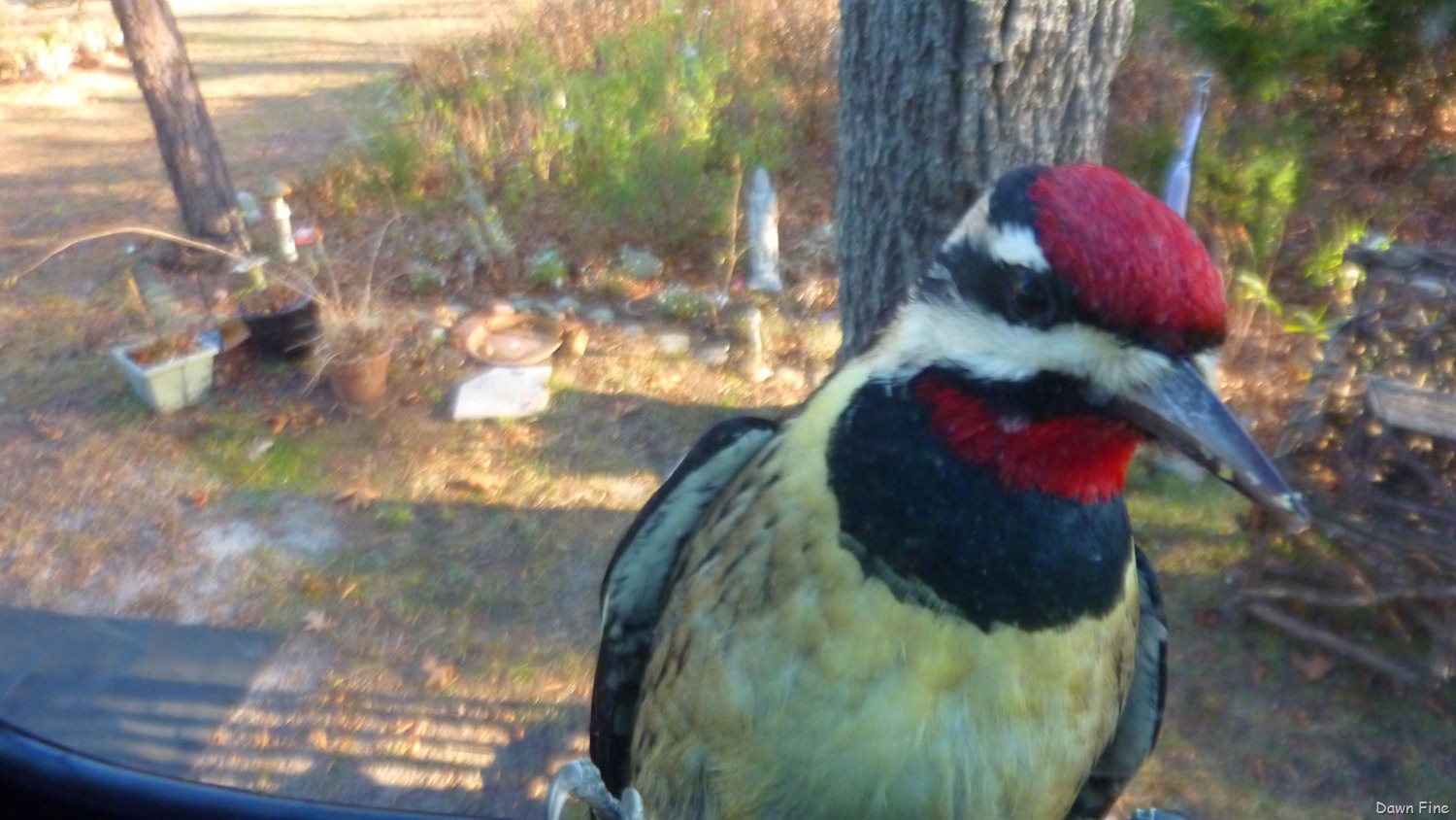 [Yellow%2520bellied%2520sap_013.jpg]