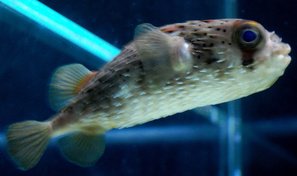 [aquariumaugust49.jpg]