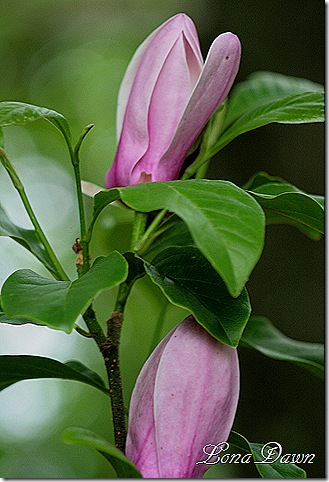 Magnolia_Jane_LateBlooms