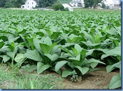 1901 Pennsylvania - near Strasburg, PA - tobacco crop 1901 Pennsylvania - near Strasburg, PA - tobacco crop
