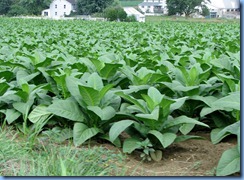 1901 Pennsylvania - near Strasburg, PA - tobacco crop