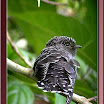 Sunda-Lesser-Cuckoo-03.jpg