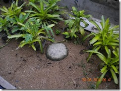 dikelilingi oleh pot tanaman dikelilingi oleh pot tanaman