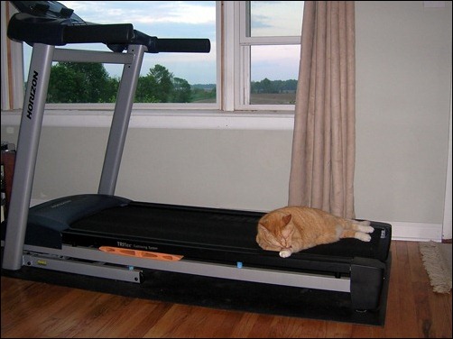 Leo on the treadmill