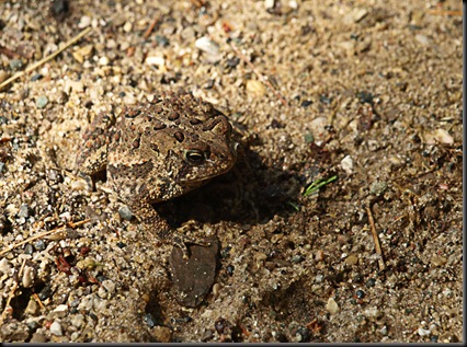 Toad at campsite Standish May 22 2011