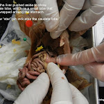 rat_caudate_lobe.JPG