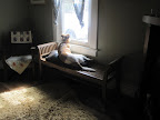 But sometimes just relaxing in a sunny window and taking in the sights is all a pooch really wants!