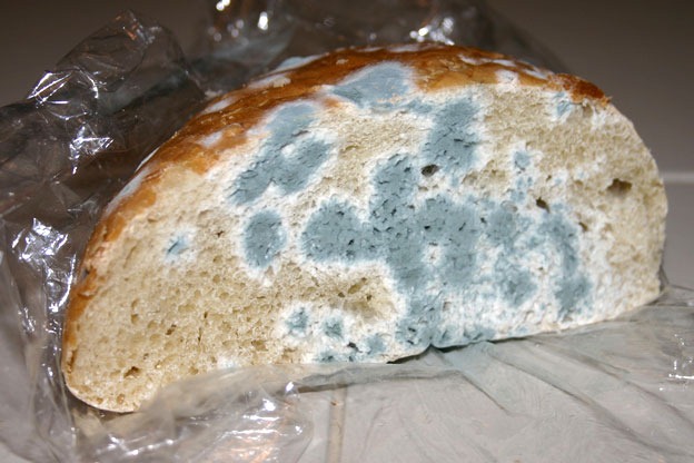 [moldy-bread2.jpg]