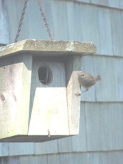 wren on house5