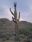 IMG_20110807_192732.jpg