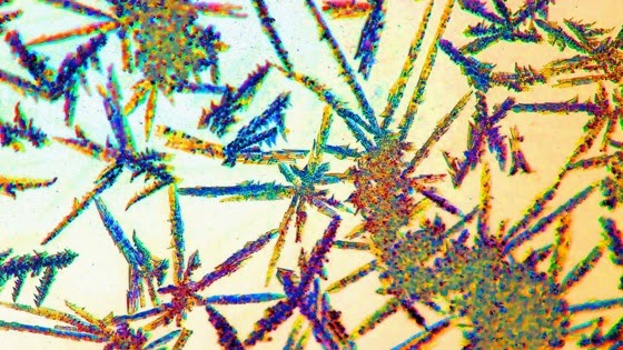 Your iPhone Camera Can Work As A Microscope via Fast Company