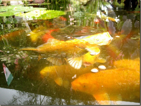 Carp Carp