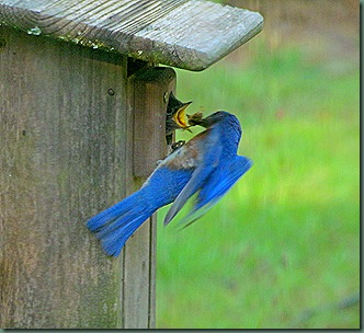 Male Bluebird feeding Young