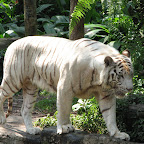 White tiger at Singapore Zoo