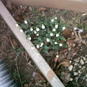 Winter Crocus