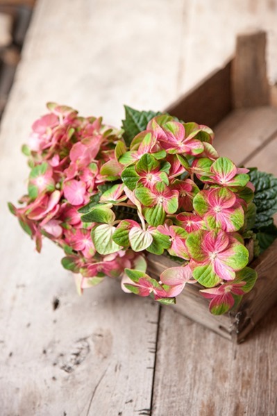 tuinhortensia-1 tuinhortensia-1