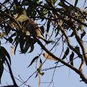 Yellow-rumped Warbler