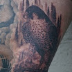 Red-Tailed Hawk #2