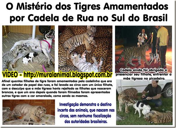 1tigresas 1tigresas
