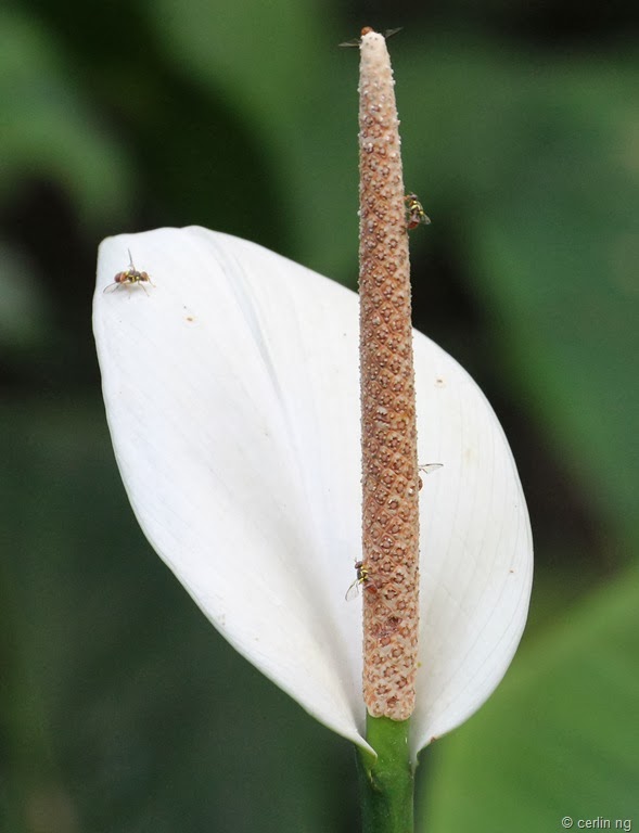 [spathiphyllum-cannifolium3.jpg]