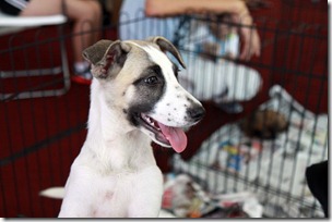 IMG_0958 IMG_0958