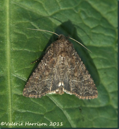 Dusky brocade