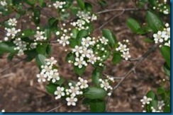 flowers of black chokeberry