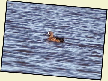 01h - Early Morning Walk - Blue Winged Teal
