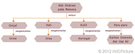 peta konsep sistem ekskresi pada manusia peta konsep sistem ekskresi pada manusia