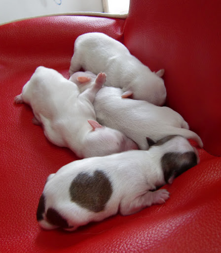 Pucchin Dog#39;s, quot;Love-Kunquot;, Heart Kun And Love Kun. Pucchin Dog#39;s, quot;Love-Kunquot;,