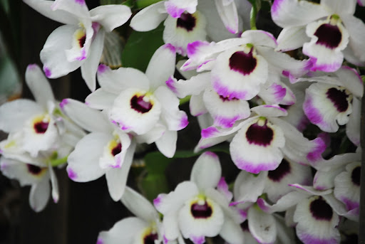 The subtle touch of color on the tips of the petals is wonderful.