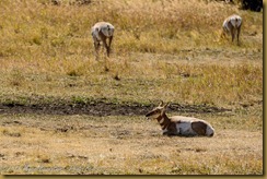 Pronghorn (Antilocapra americana)