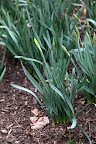 In New York State, daffodils typically start to bud by March and bloom by April.  But this past winter has been so warm that many bulbs have come up early.