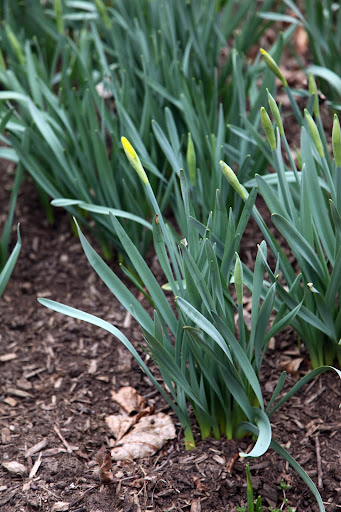 In New York State, daffodils typically start to bud by March and bloom by April.  But this past winter has been so warm that many bulbs have come up early.