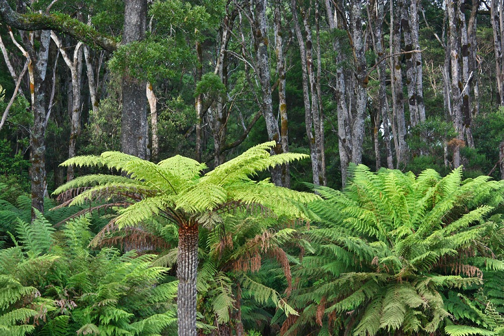 [100104-Sarah-Island-Tasmania-tree-fe%255B3%255D.jpg]