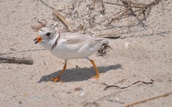 DSC_0572_small.jpg