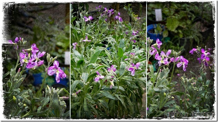 Matthiola incana 2 Matthiola incana 2